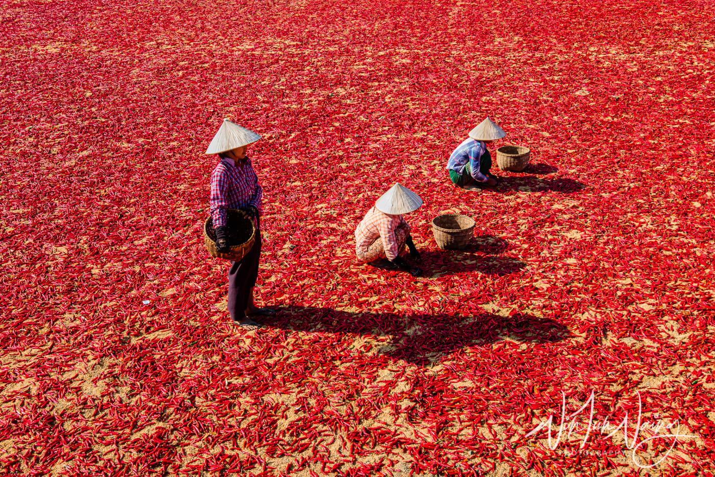 Red Chillies — View 05