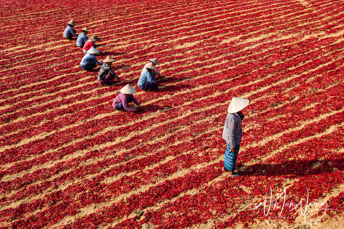 Red Chilli Field