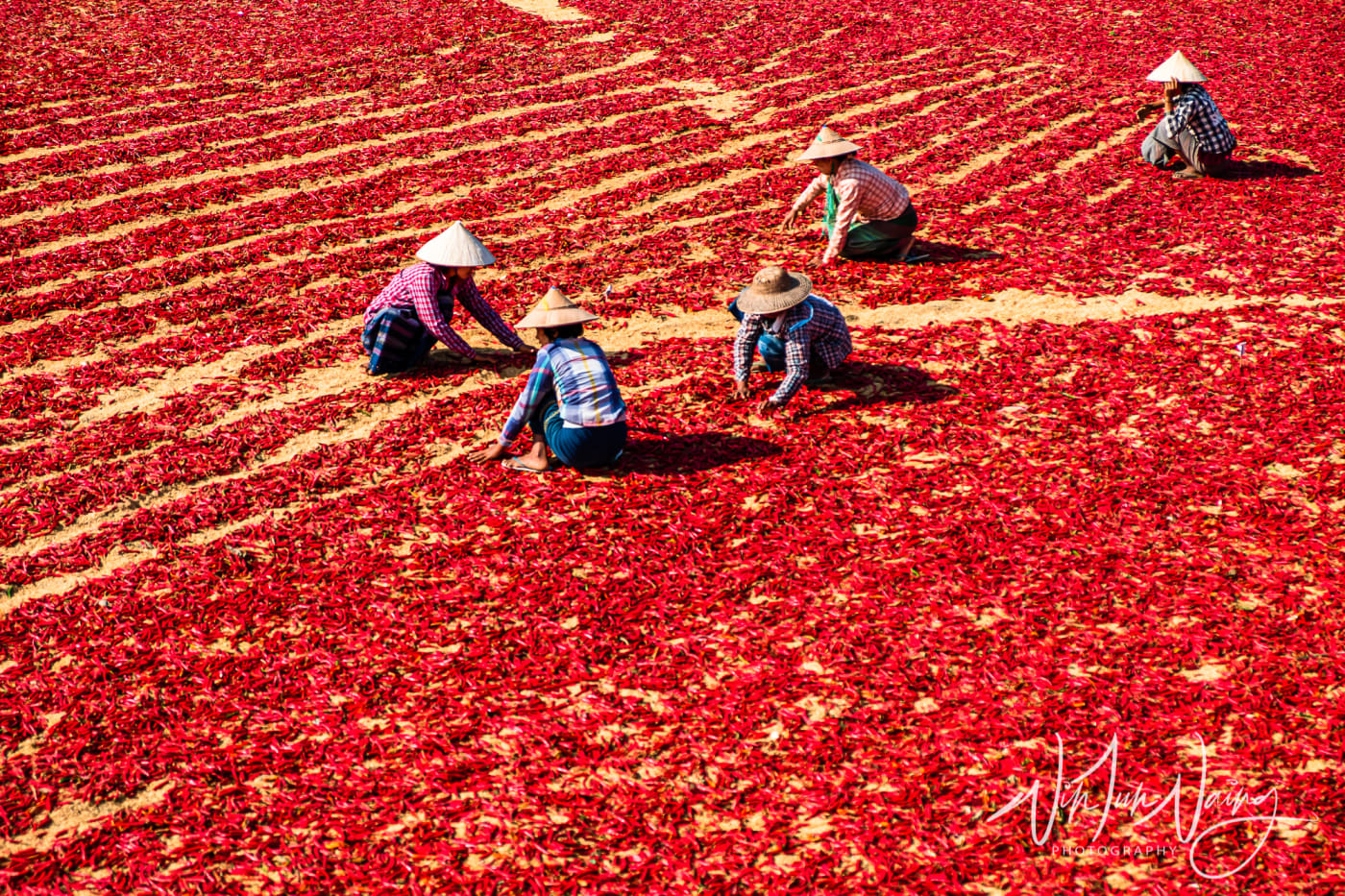 Red Chillies — View 06