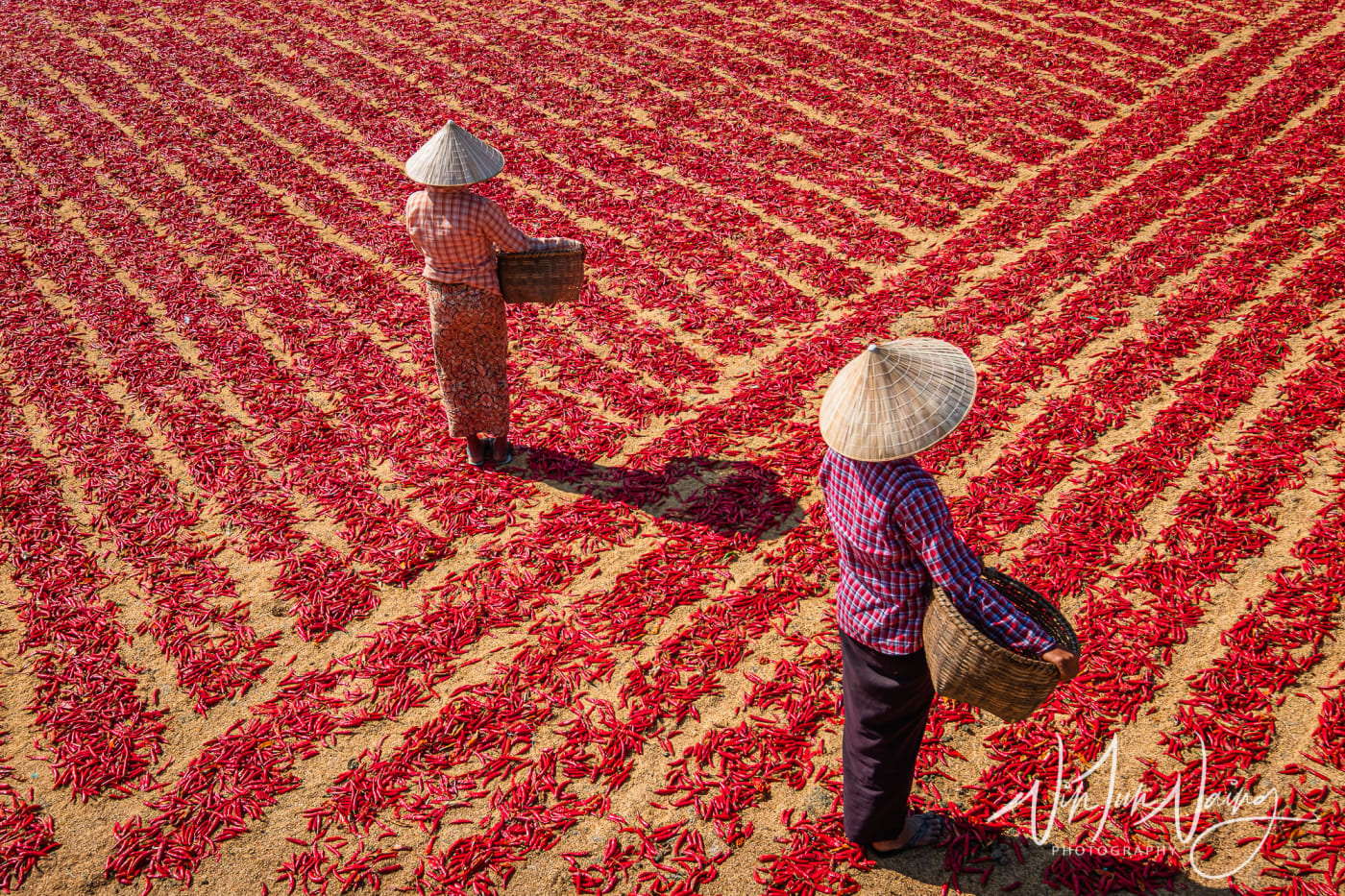 Red Chillies — View 08