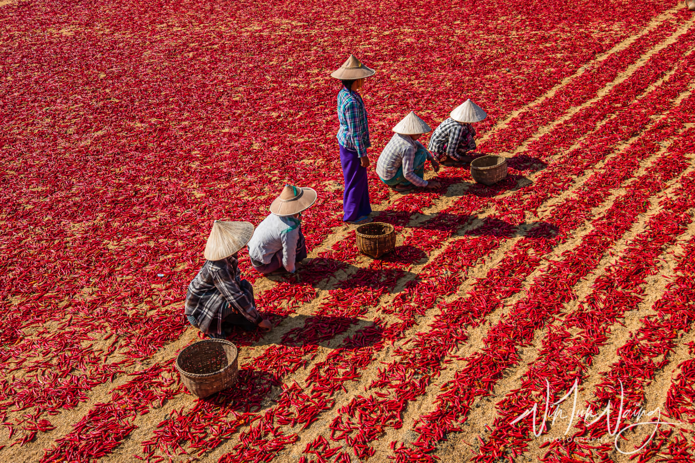 Workers in Chilli Field