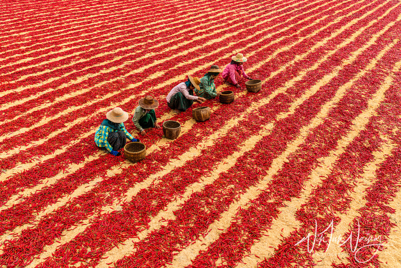 Red Chillies — View 10