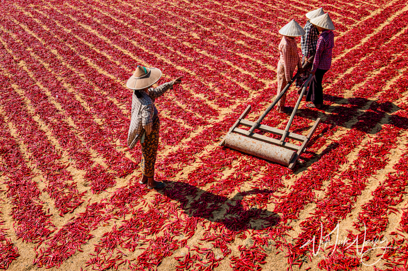Red Peppers Field