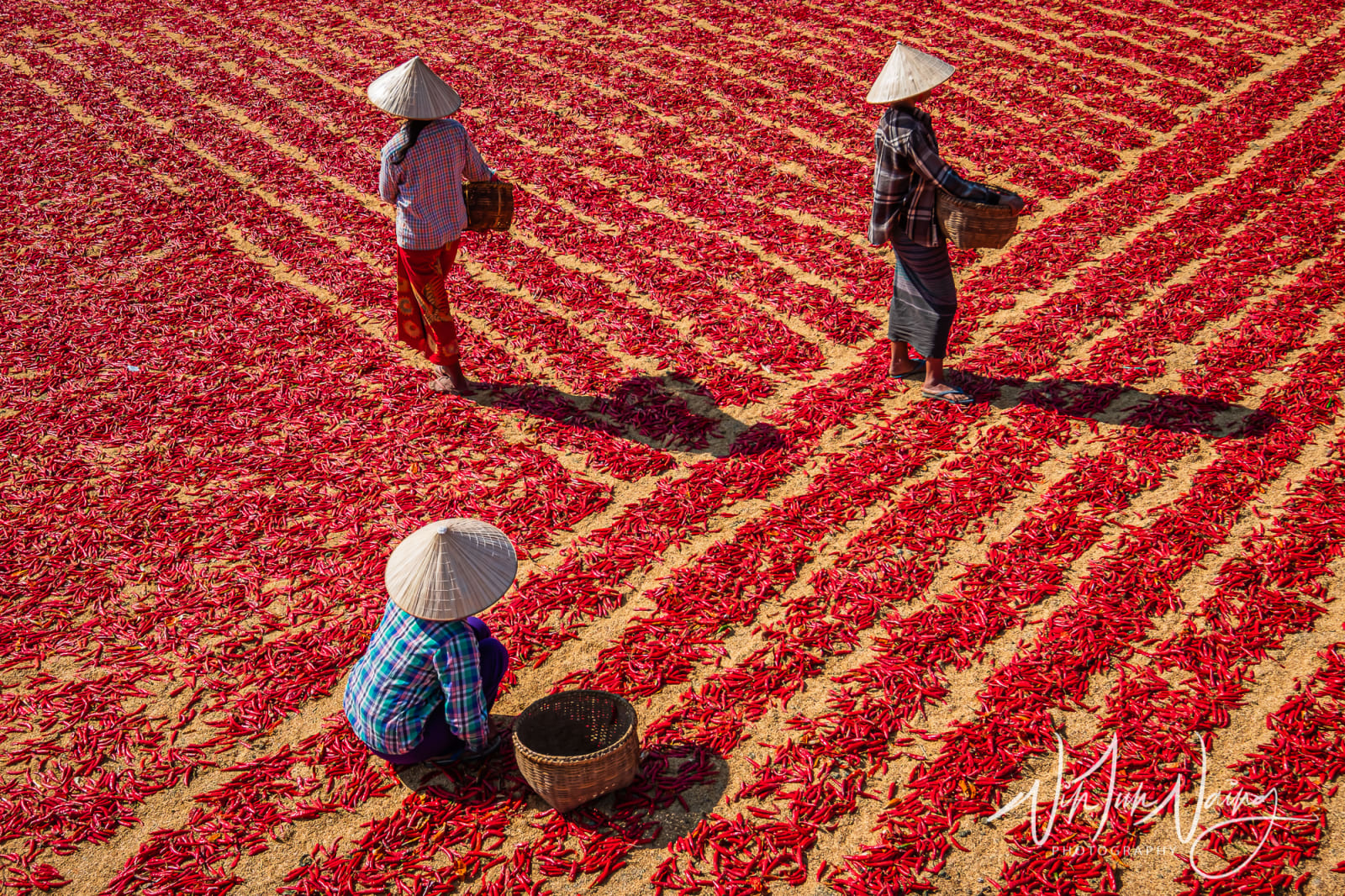 Red Chillies — View 01
