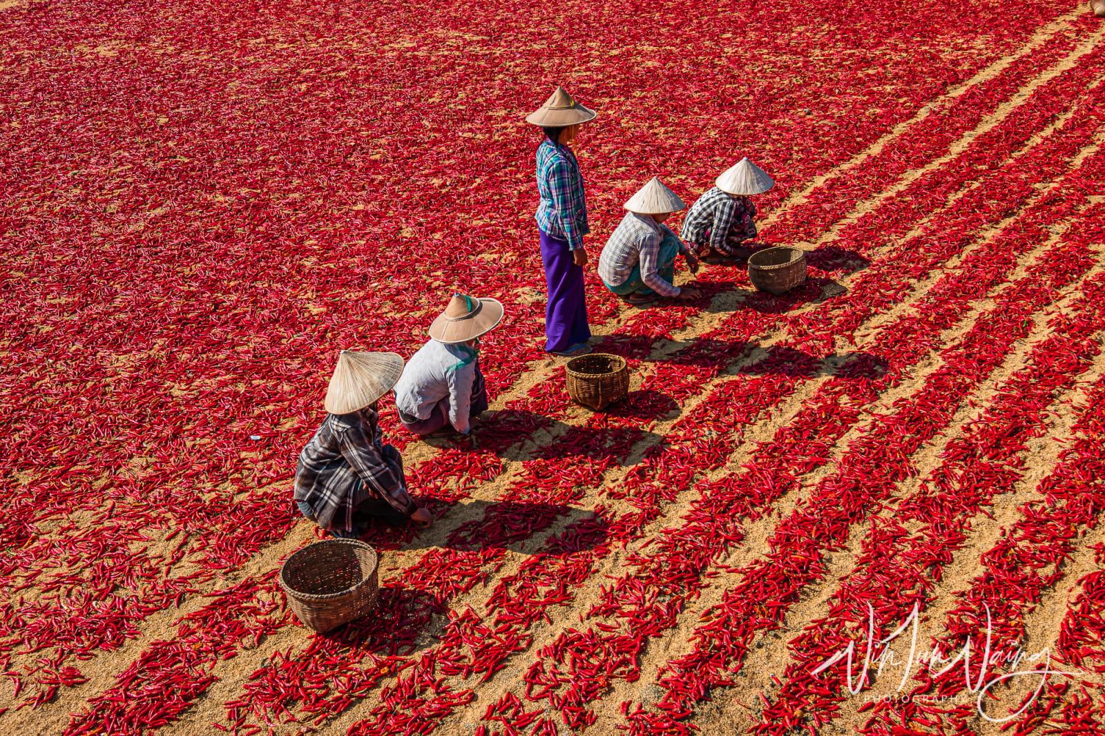 Workers in Chilli Field — View 01
