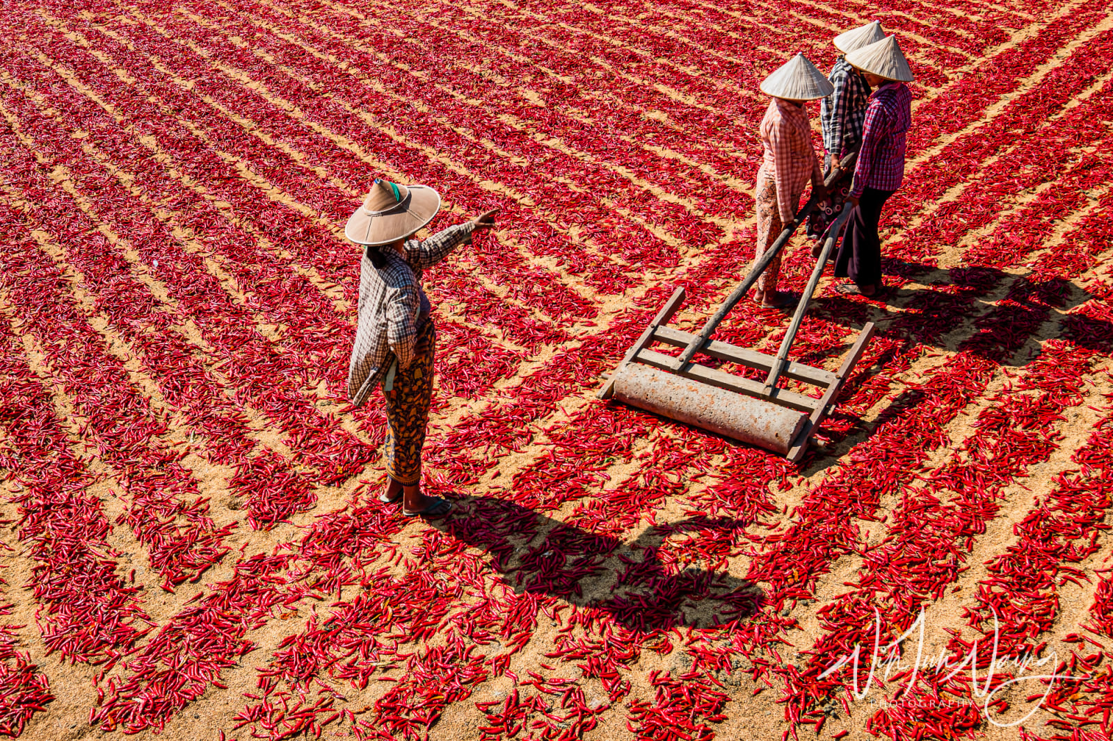 Red Peppers Field — View 01