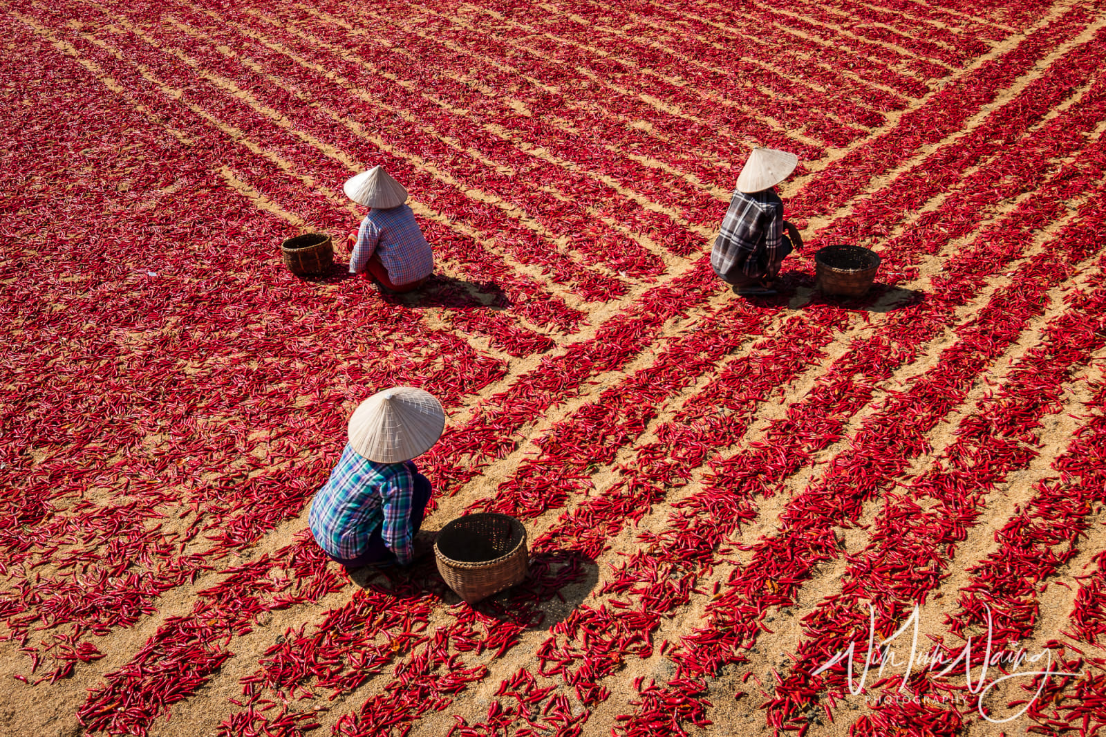 Three Workers in Chilli Field — View 01