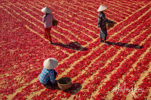 Red Chillies