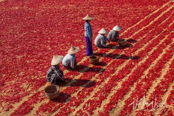 Workers in Chilli Field