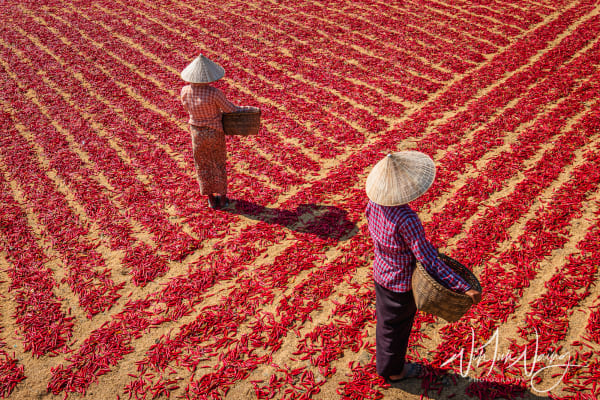 Two Workers in Chilli Field
