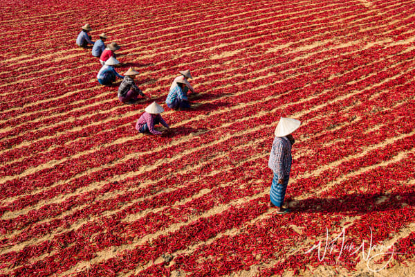Red Chilli Field