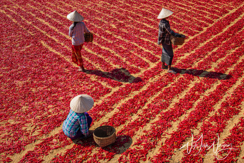 Red Chillies