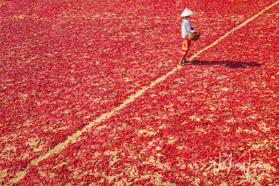 A Worker in Chilli Field