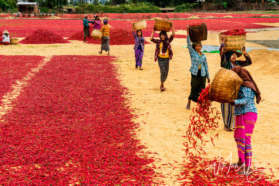 Drying Red Chillies II