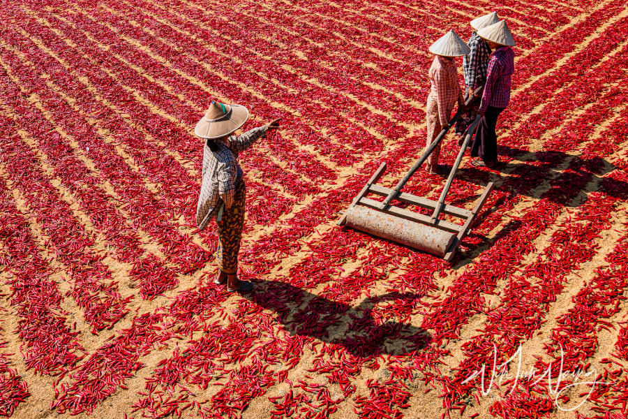 Red Peppers Field