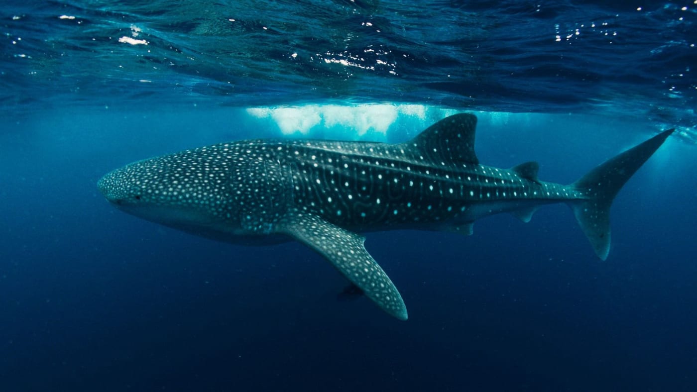 Un requin-baleine nage sous la surface de l'océan Indien aux Maldives