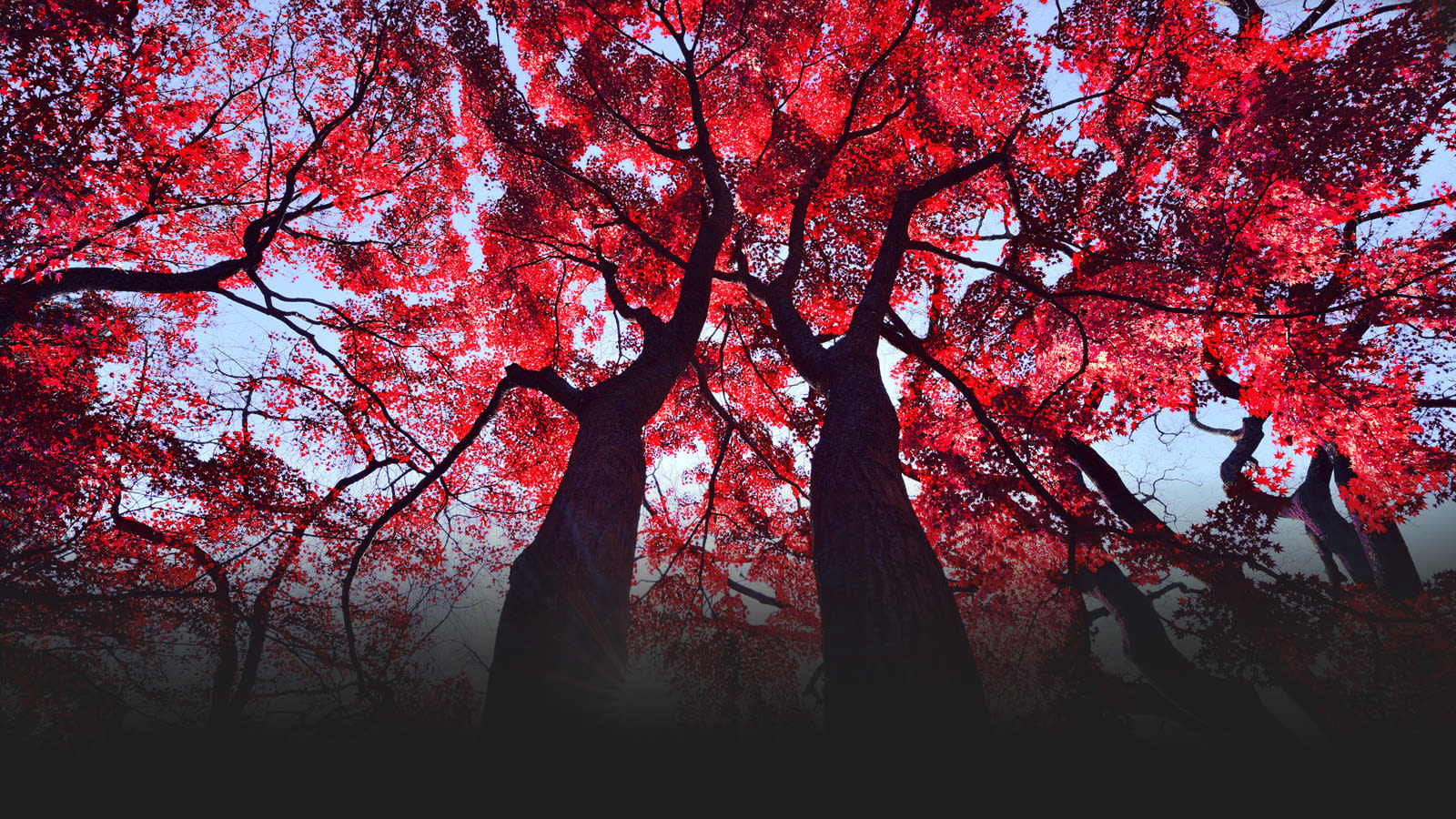 Autumn woodland