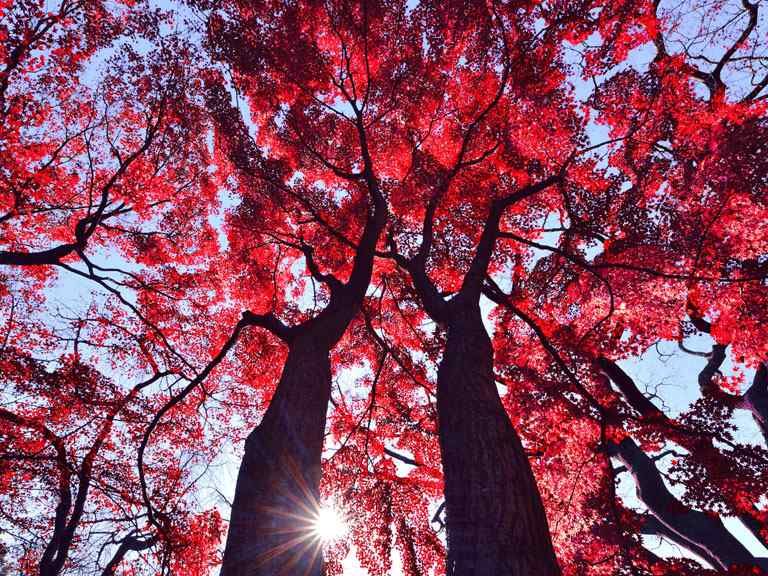 Autumn woodland