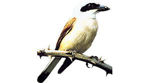 Naturnaher Gartenbau Hagen Peter Albrecht in Schwerte