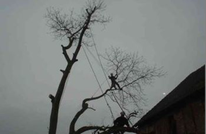 Beispielarbeit von Baumpflege und Sanierung M. Müller - veröffentlicht auf Gartenbau.org