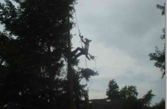 Beispielarbeit von Baumpflege und Sanierung M. Müller - veröffentlicht auf Gartenbau.org