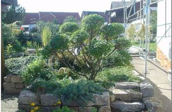 Beispielarbeit von Baumpflege und Sanierung M. Müller - veröffentlicht auf Gartenbau.org