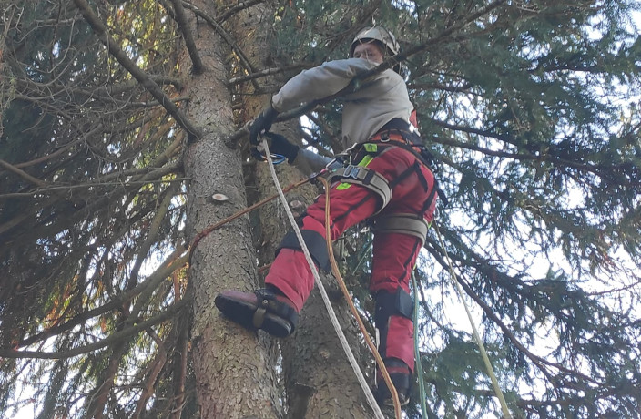 Beispielarbeit von Holzfällerei Geigenberger - veröffentlicht auf Gartenbau.org