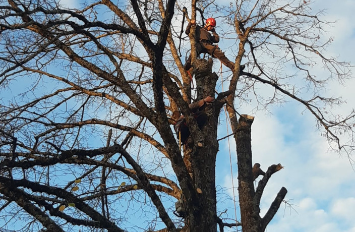 Beispielarbeit von Holzfällerei Geigenberger - veröffentlicht auf Gartenbau.org