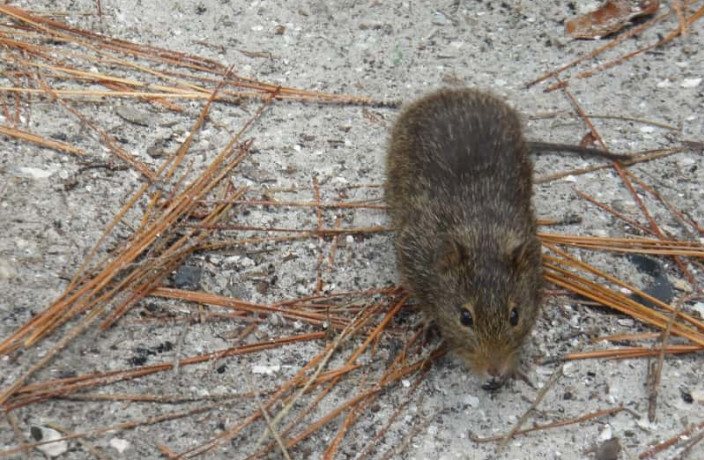 Beispielarbeit von Klaus G. Hagenlocher Schädlingsbekämpfung - veröffentlicht auf Schaedlingsvernichtung.de