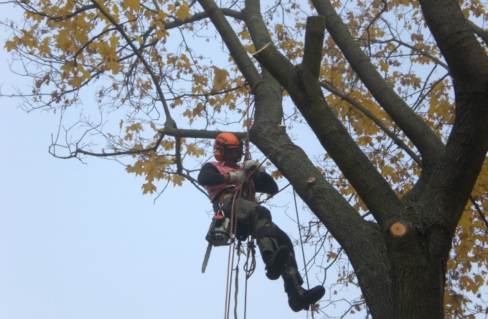 Beispielarbeit von Baumfällung Friedrich - veröffentlicht auf Gartenbau.org