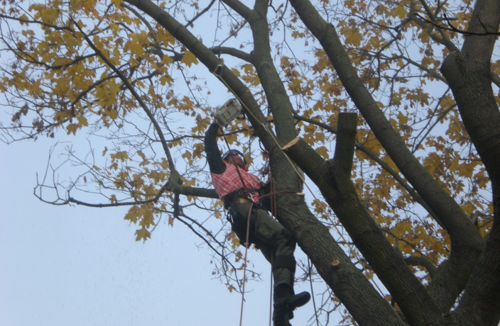 Beispielarbeit von Baumfällung Friedrich - veröffentlicht auf Gartenbau.org