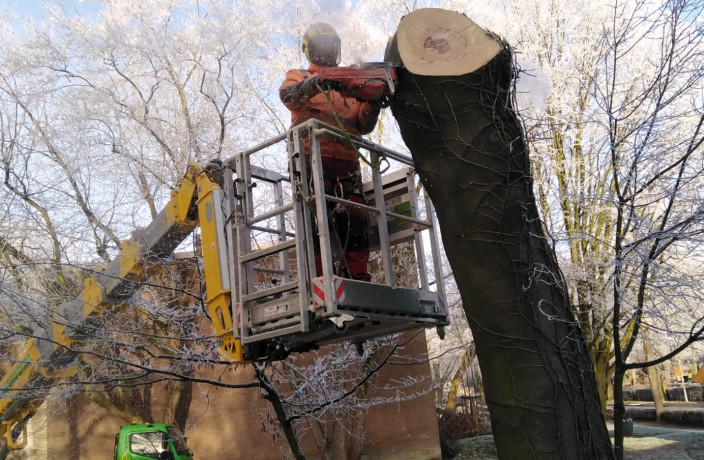 Beispielarbeit von Schnittwerk Landschaftspflege A. Schrage - veröffentlicht auf Gartenbau.org