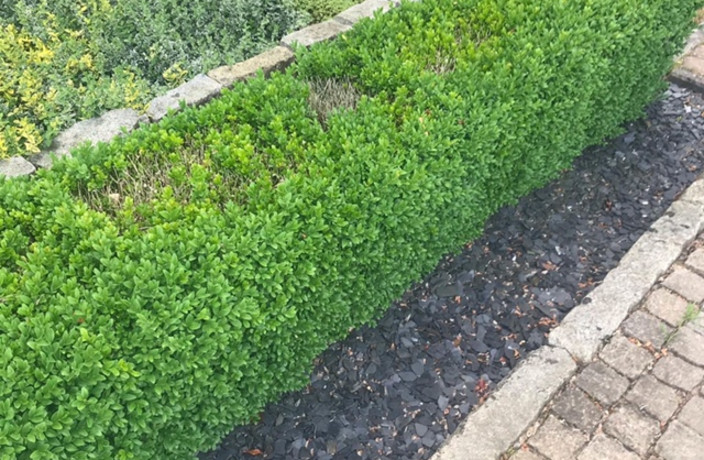 Beispielarbeit von M&D Dienstleistungen UG - veröffentlicht auf Gartenbau.org