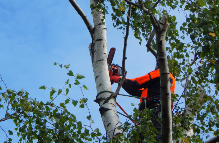 Beispielarbeit von Krastins Gartenbau - veröffentlicht auf Gartenbau.org