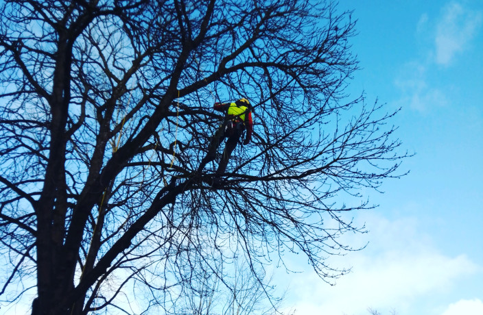 Beispielarbeit von Baumpflege Reisenhofer - veröffentlicht auf Gartenbau.org