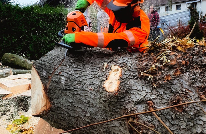 Beispielarbeit von Lukas Glockzin Baumpflege - veröffentlicht auf Gartenbau.org
