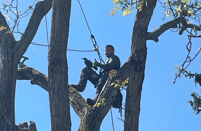 Beispielarbeit von T. Daum Baum & Gartenpflege - veröffentlicht auf Gartenbau.org