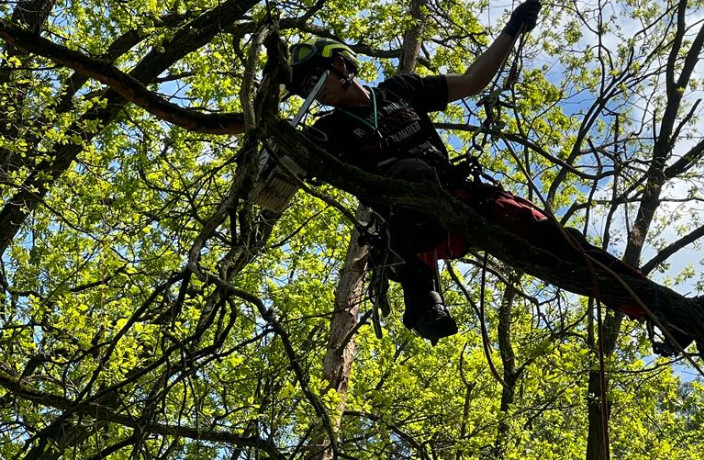 Beispielarbeit von Grimms Gärten der Baumdienst - veröffentlicht auf Gartenbau.org
