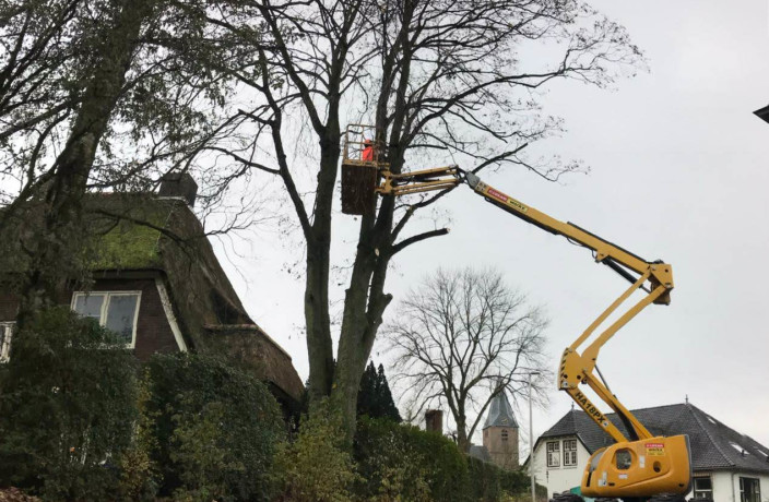 Beispielarbeit von Snekkerbjorn - Lifewood - veröffentlicht auf Gartenbau.org
