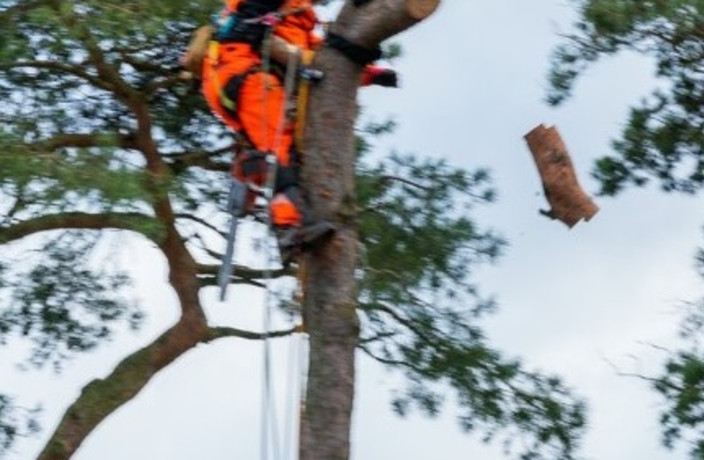 Beispielarbeit von DIBBERNs Baumdienst – Ihr Baumpfleger in Hamburg - veröffentlicht auf Gartenbau.org