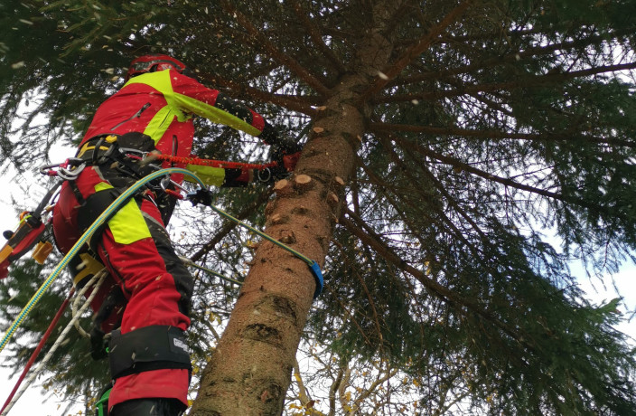 Beispielarbeit von Toni Kube Baumfällung & Sturmschadenbeseitigung Kube - veröffentlicht auf Gartenbau.org