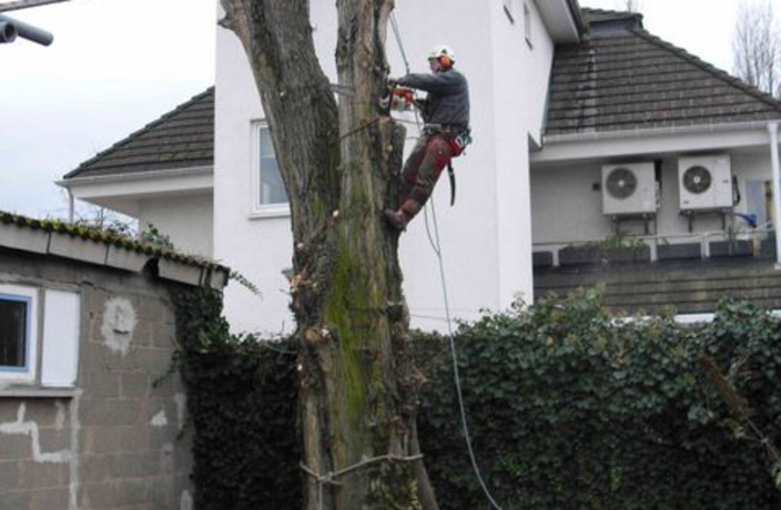 Beispielarbeit von Jörg Goos Baumpflege und Gartengestaltung - veröffentlicht auf Gartenbau.org