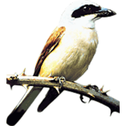 Naturnaher Gartenbau Hagen Peter Albrecht in Schwerte