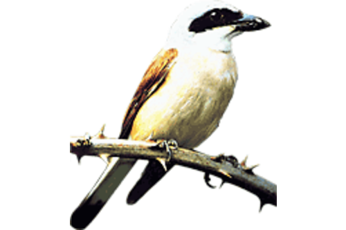 Logo der Firma Naturnaher Gartenbau Hagen Peter Albrecht aus Schwerte auf dem Branchenportal Gartenbau.org