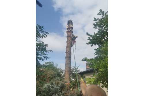 Logo der Firma Grimms Gärten der Baumdienst aus Hohen Neuendorf  auf dem Branchenportal Gartenbau.org