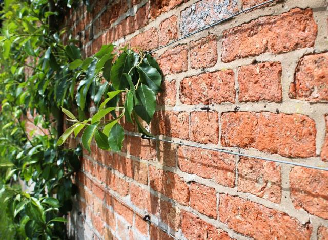 Backsteinmauer mit Drahtseilen, an denen grüne Blätter ranken. Die Sonne beleuchtet die Szene, wodurch ein Kontrast zwischen den roten Ziegelsteinen und dem frischen Grün entsteht. Die Mauer verläuft diagonal im Bild.