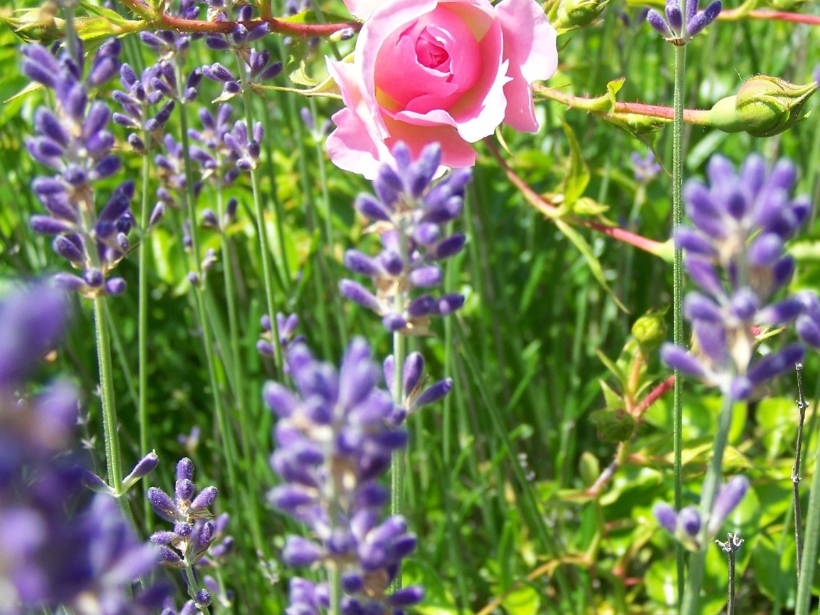 Welche Pflanzen Passen Zu Rosen - Aero Bilder