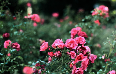 Rosen umpflanzen leicht gemacht