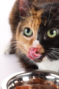 Bei der Ernährung von Katzen sind gewissen Dinge zu beachtenBei der Ernährung von Katzen sind gewissen Dinge zu beachten