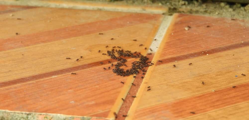 Ameisen bekämpfen: Was hilft gegen Ameisen in Haus und Wohnung? Ameisen bekämpfen: Was hilft gegen Ameisen in Haus und Wohnung?